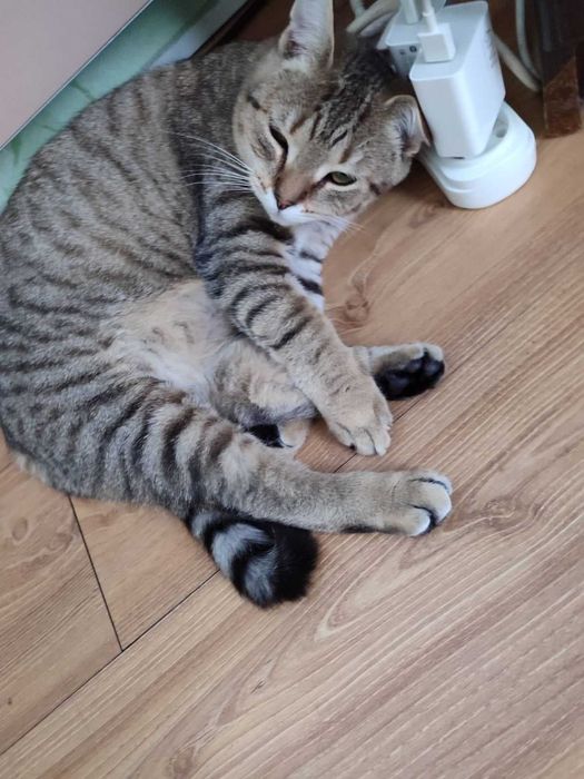 Кішки в добрі руки безкоштовно