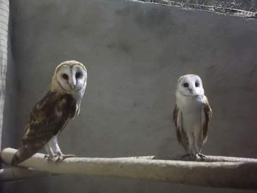 Parabuteo unicinctus e Tyto alba