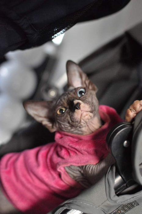 sfinks odd Eyed 63 kotka