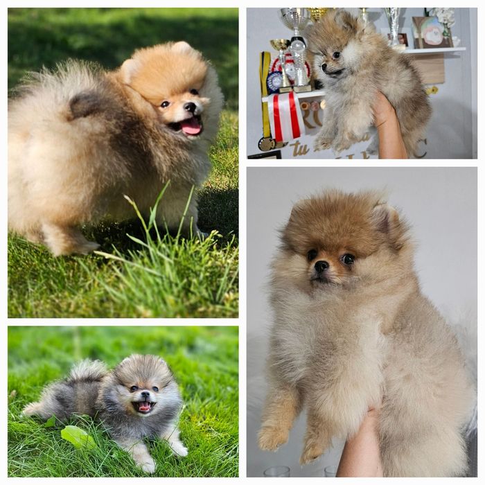 Sunia  Szpic miniaturowy pomeranian ZKwP FCI
