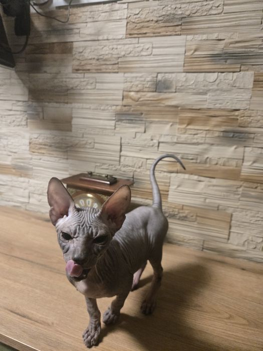 Sfinks Donski kocurek