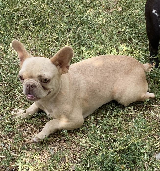 Кремова дівчинка в пет улюбленці