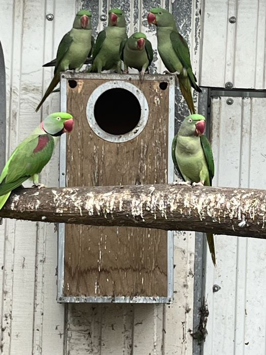 Alexandrinos verdes - lote de 5 aves