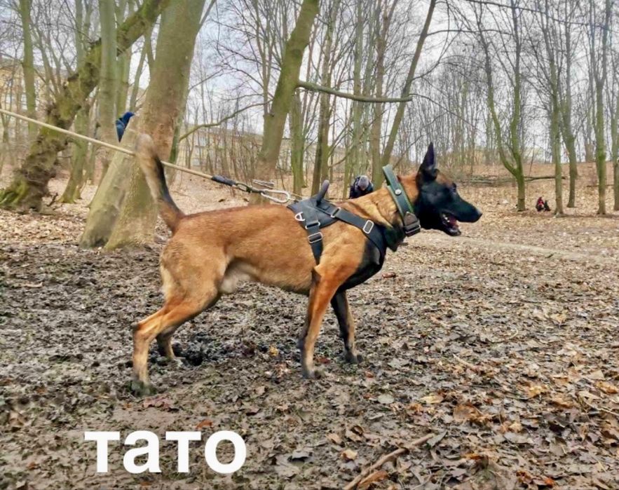 Цуценя Малінуа від чемпіонів України Бельгійська вівчарка