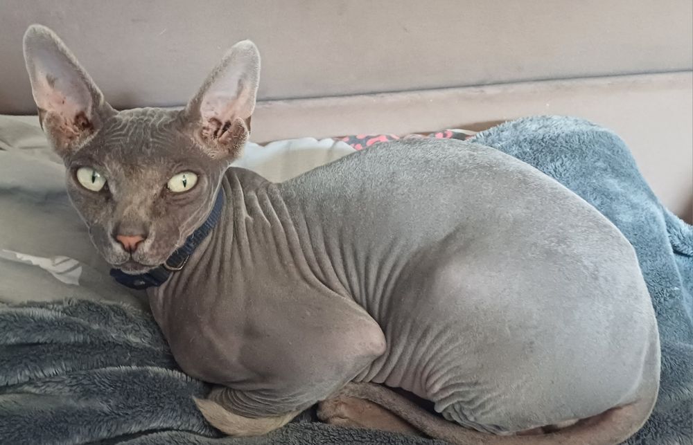 Шикарный кот Канадский сфинкс! Вязка!