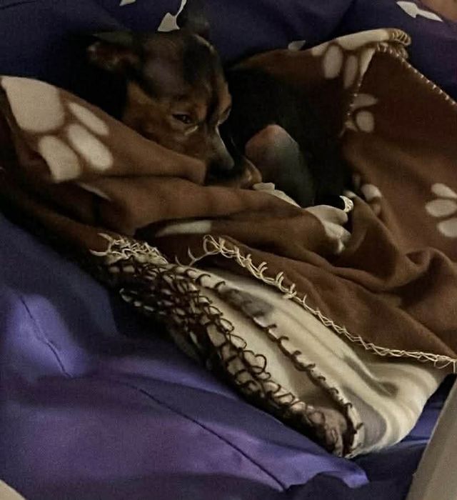 Oddam psa rasy pinczer miniaturowy