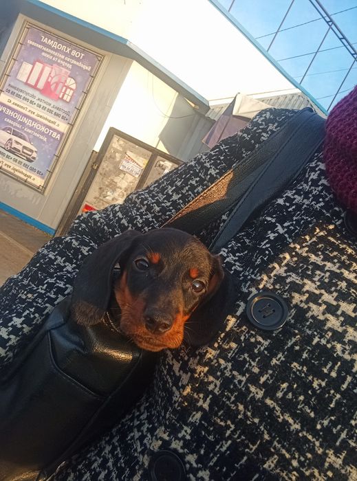 Таксята з доставкою по Україні та за кордон