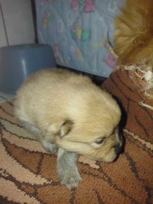 Szpic miniaturowy