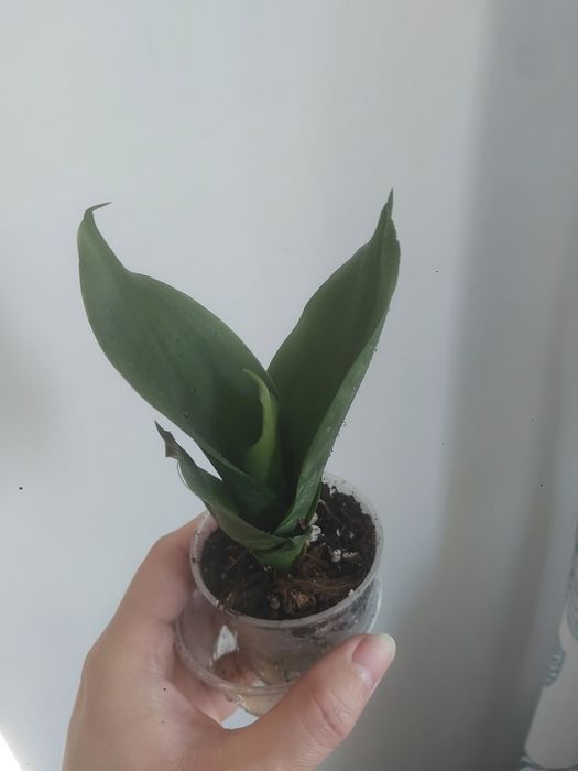 Sansewieria wężownica