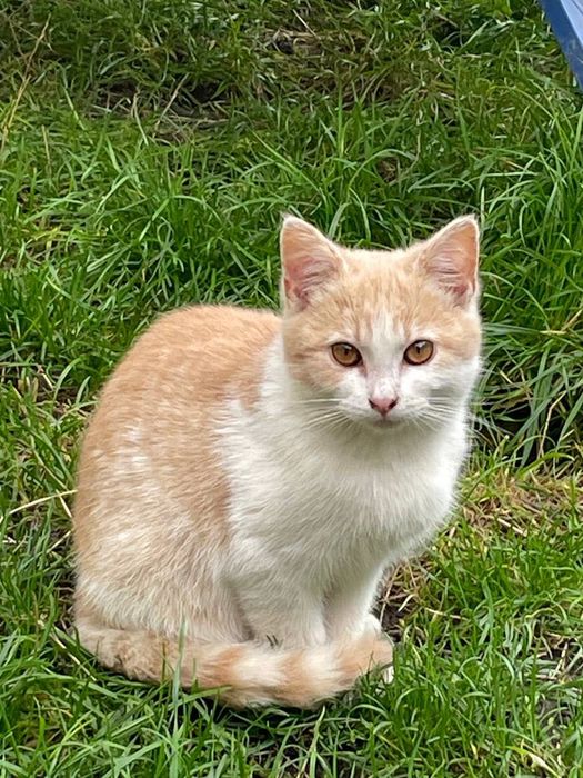SOS! Чудові котики в добрі руки
