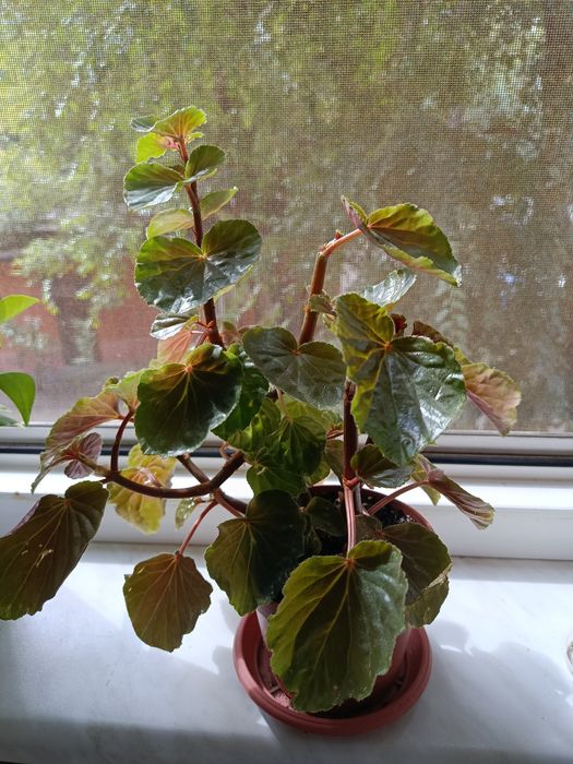 Продам кімнатні рослини недорого