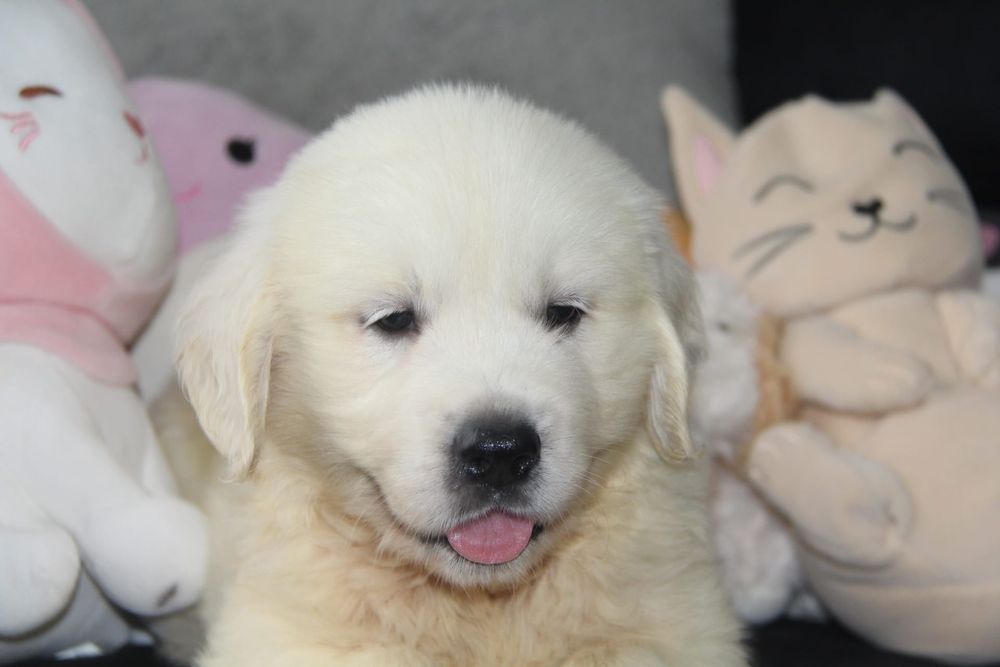 Golden Retriever com Lop e Afixo
