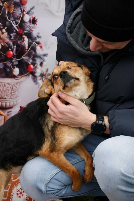 Młody psiak bez oczka szuka domu