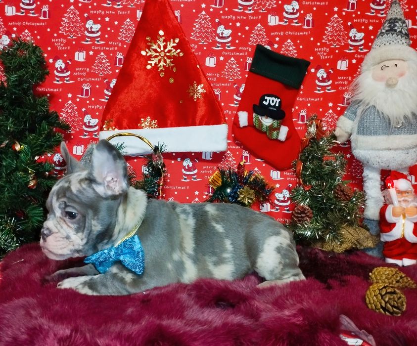 Суперовый кобель с документами. Чудо в дом на Новогодние праздники.