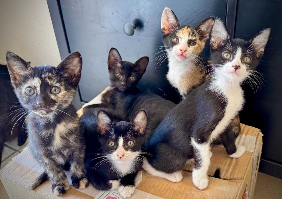 Gatinhas para adoçao