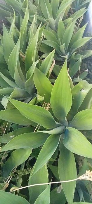 Planta de jardim - Agave -