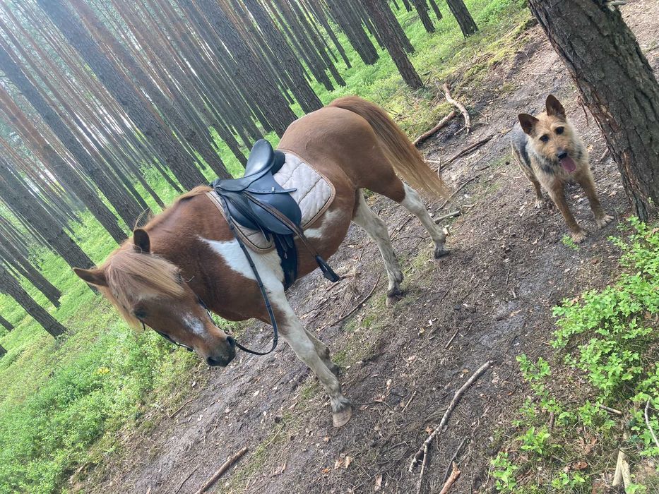 Szukamy współdzierżawców