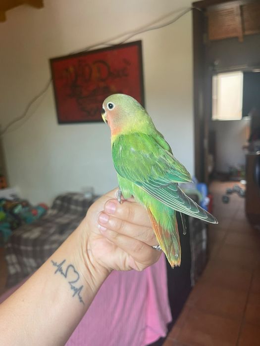 Agapornis criado a mão