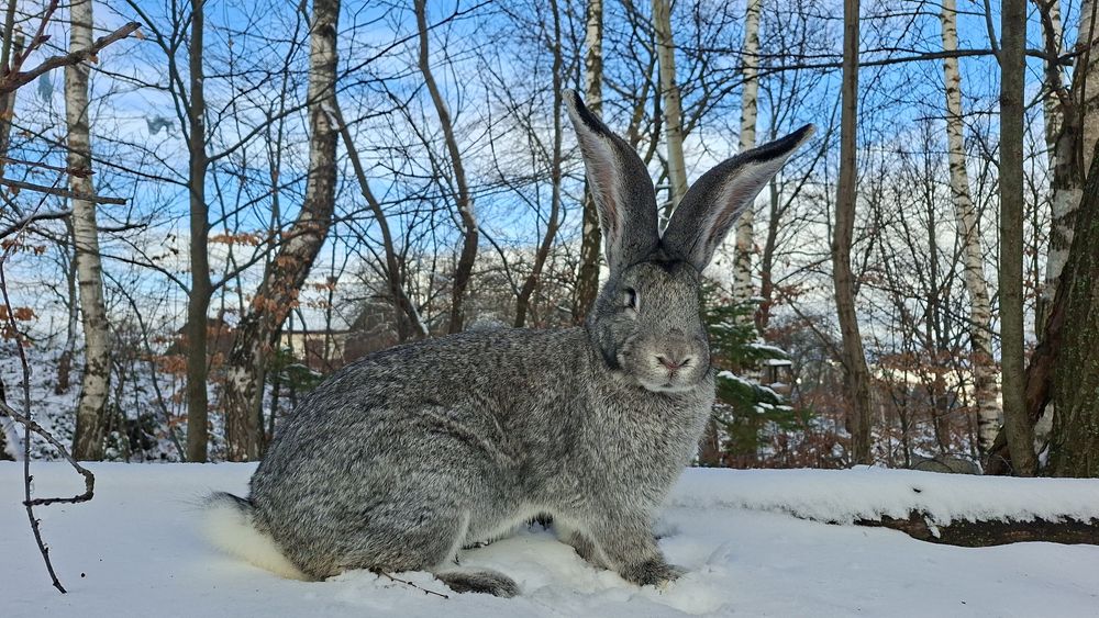 Кролики Бельгійський велетень