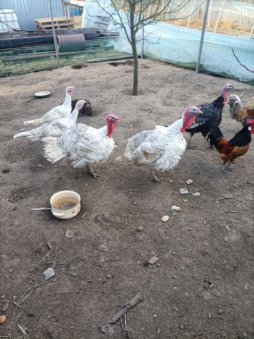 Sprzedam Indyki Maszewo