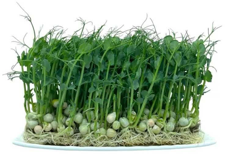 Насіння гороху для мікрозелені (мікрогрін)