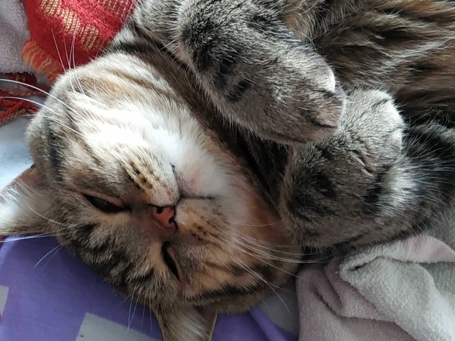 Отдам в хорошие руки