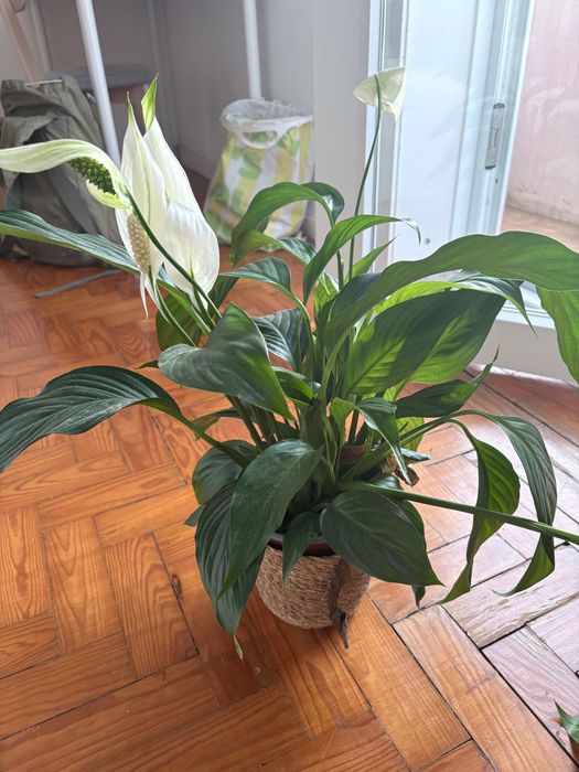 Planta com vaso em bom estado