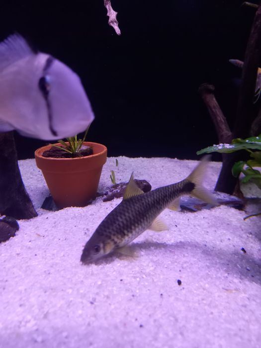 Vendo peixe 15 cm