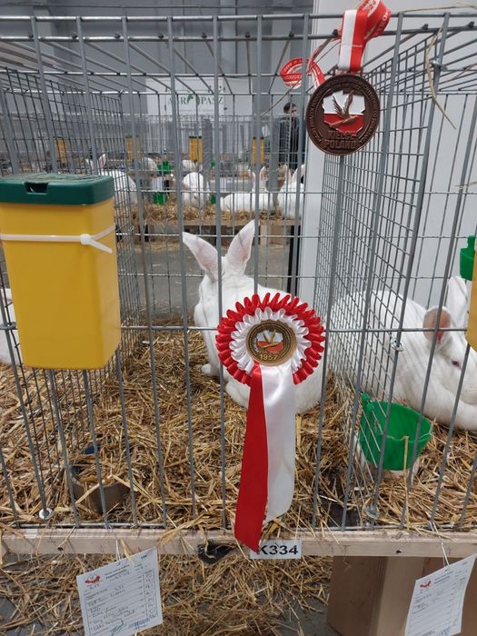 Samica zakocona termondzki biały, królik, królica samiec