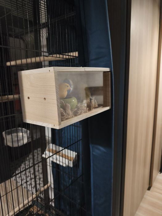 Kanarki zółte(samiec Francesco i samica Miriam)