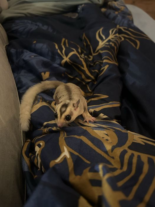 Lotopałanka karłowata - dwoch braci- z polecanej hodowli