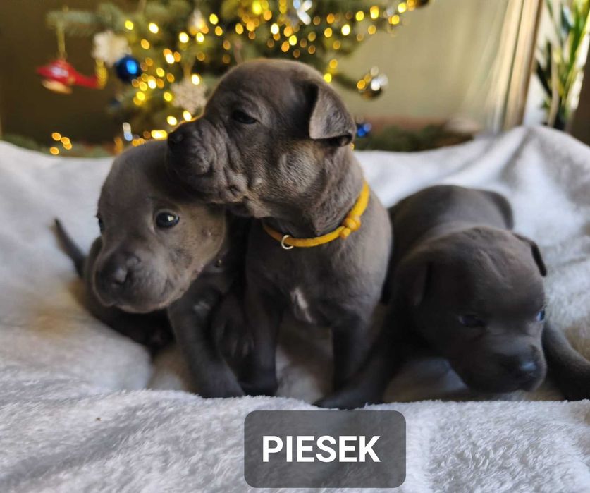 Staffordshire bull Terrier -Staffik- Błękitny piesek
