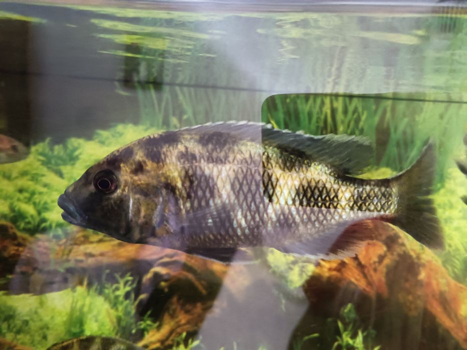 Macho Venustus ciclideo