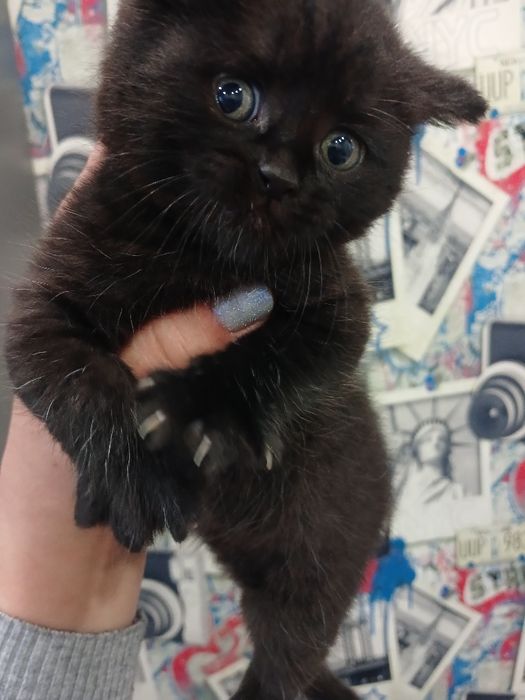 Продам кошенят...