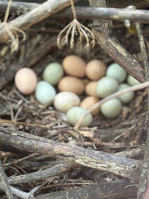 Свіжі домашні курячі яйця — продаж від господаря!