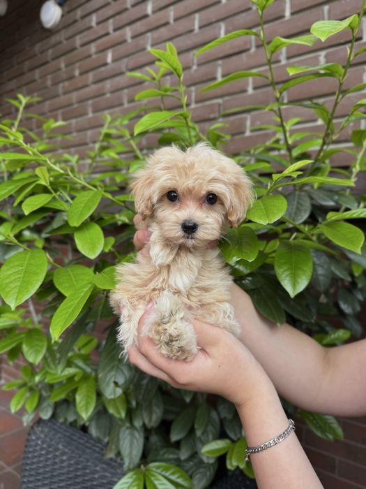 Ексклюзивні Мальтипу Ф1/Ф2