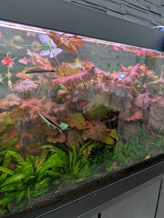 Sadzonki Lotos czerwony tygrysi 70 cm