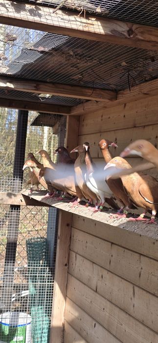 Sprzedam bródki jasne lot