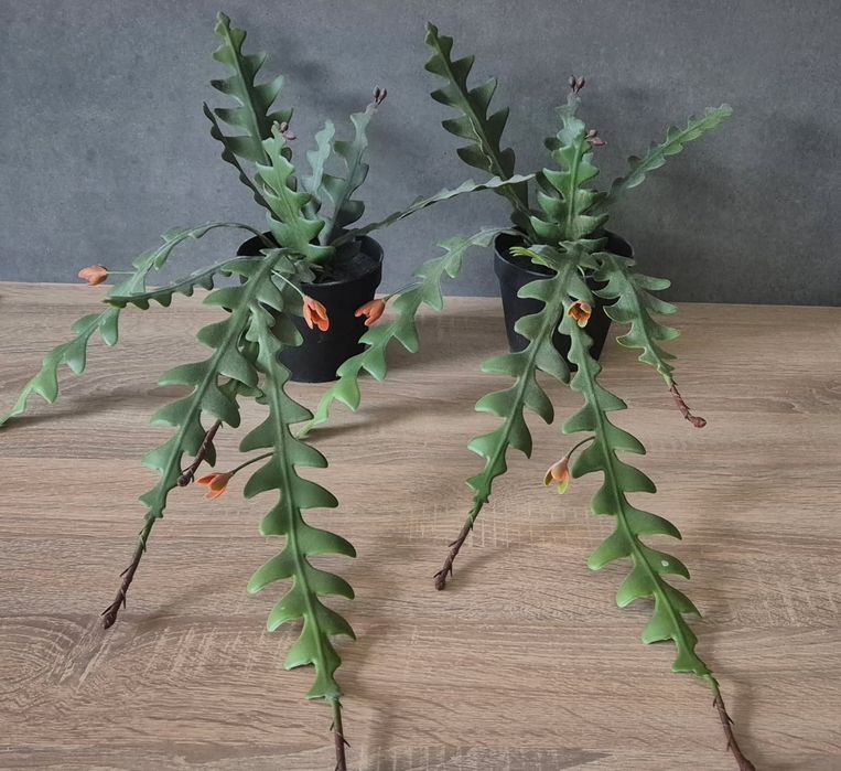 Fejka Ikea 2 sztuki kaktus zygzak