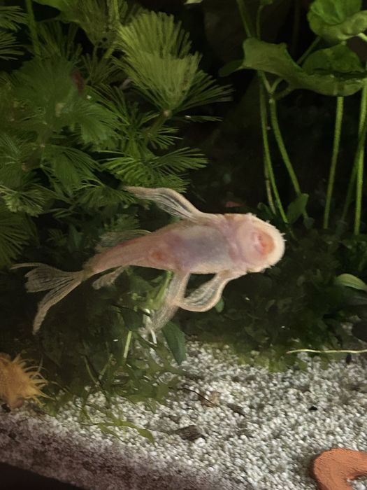 Zbrojnik, glonojad żółty dorosła para.