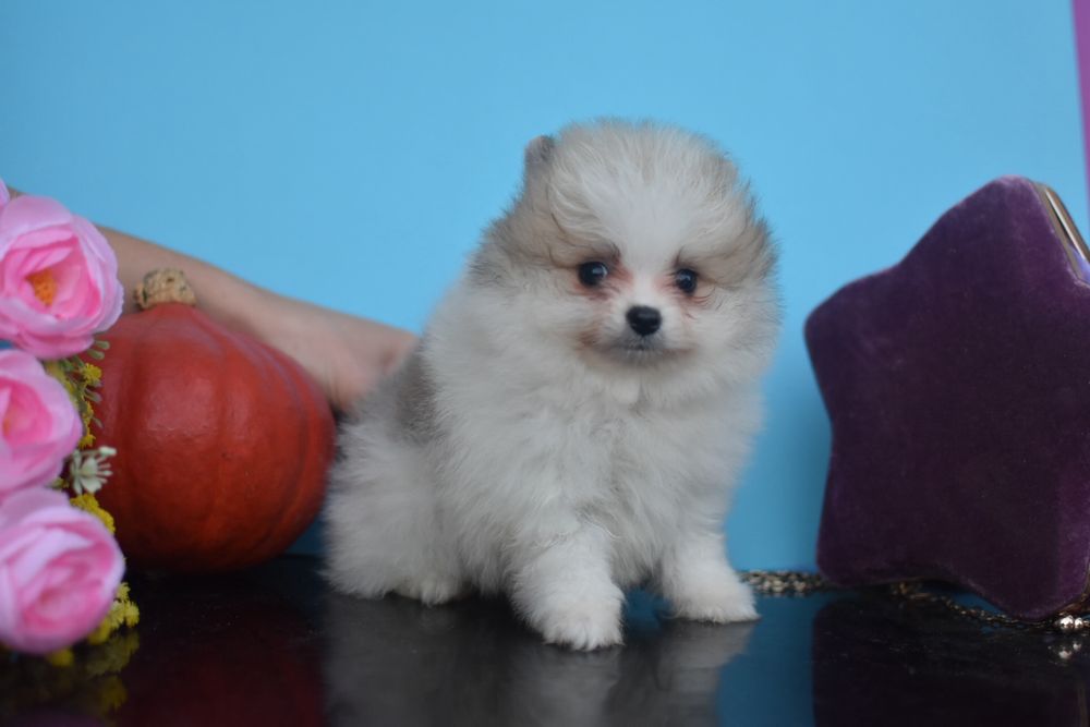 Бубочка хлопчик