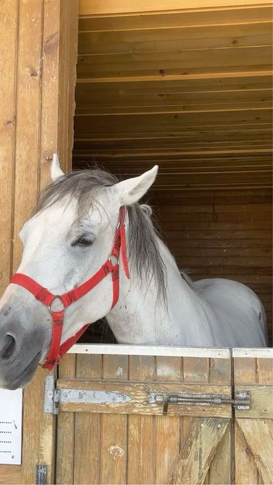 Doando Cavalo Castanho e Cavalo branco