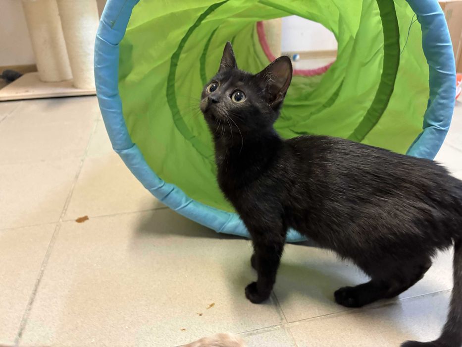 Czarna piękność do adopcji