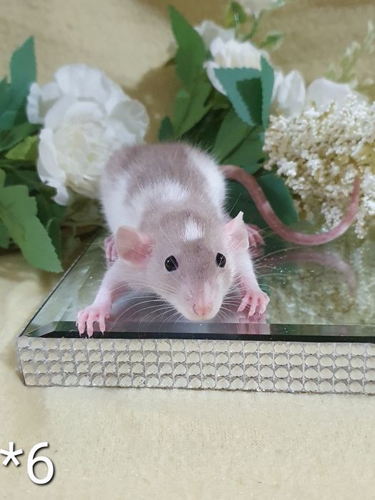 Szczurki kochane maluchy