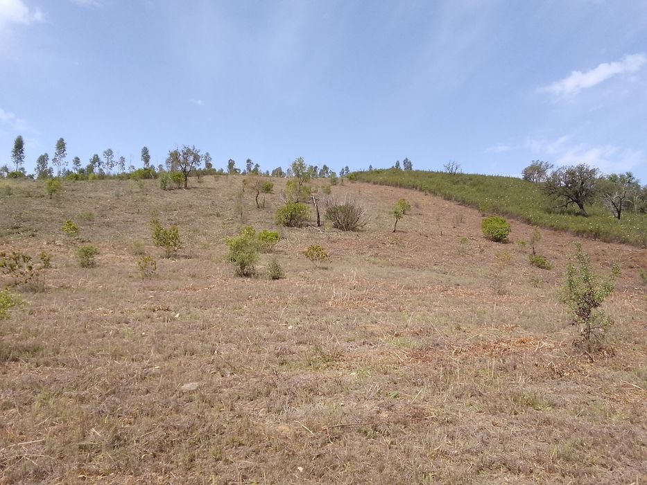 Limpeza de terros/Manutenção de jardins