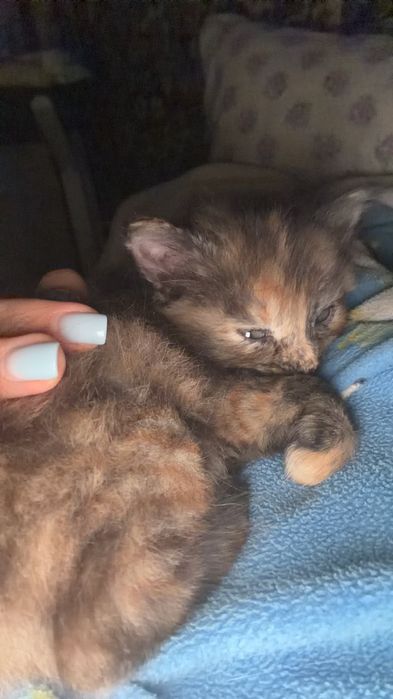 Кошенята шукають родину