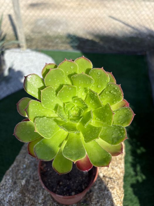 Suculentas  Aeonium  preço 1€