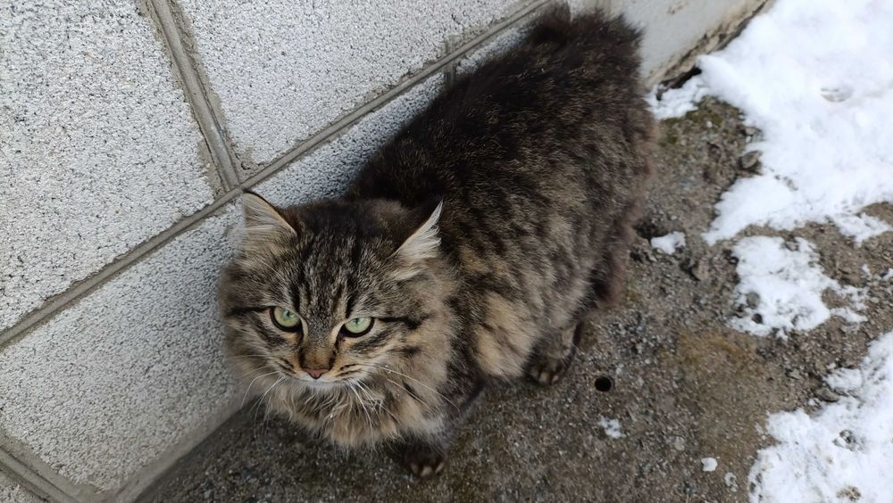 Тигрова кішечка шукає дім, стерилізована