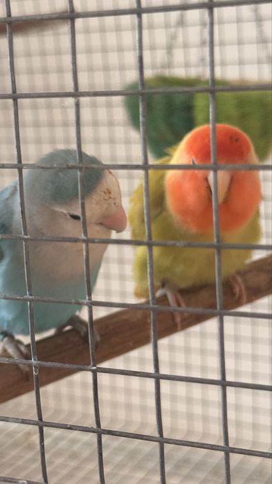 Vendo casal de Agapornis domesticado