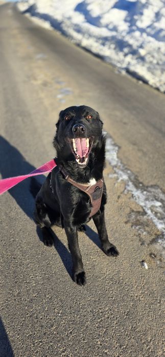 James czarne, młode cudo